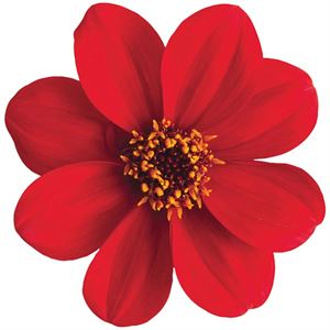 Bild von Ej Dahlia Red